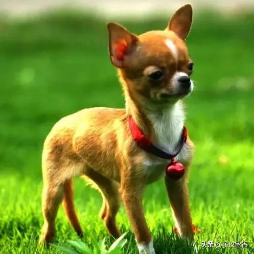 免费领养狗狗武汉:开启一段温馨的陪伴之旅