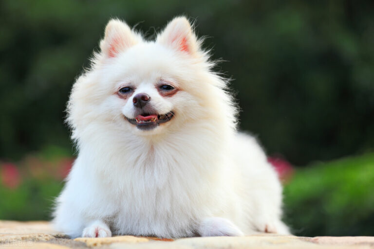 狗狗得细小便血严重:及时关注的宠物健康警报