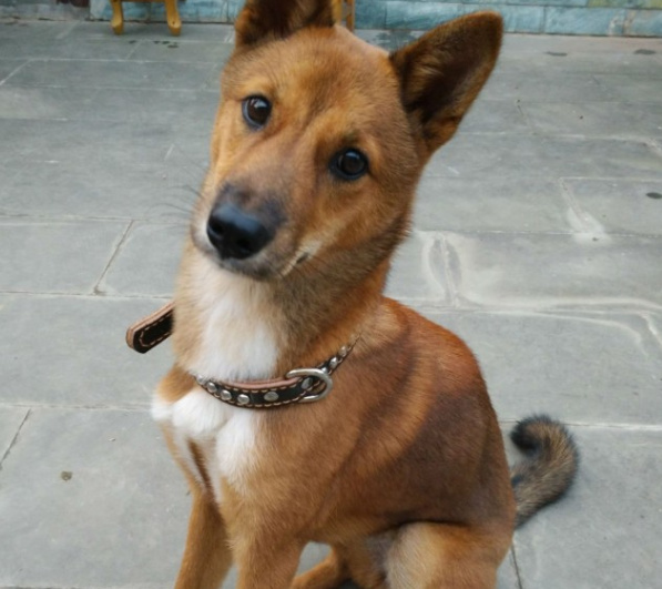 狗狗误食发胶——宠物护理人员的紧急应对指南